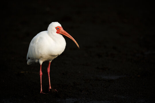 White Ibis