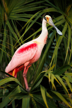 Roseate Spoonbill Portrait