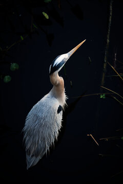 Great Blue Heron From Above