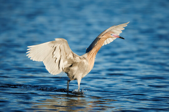 Reddish Egret