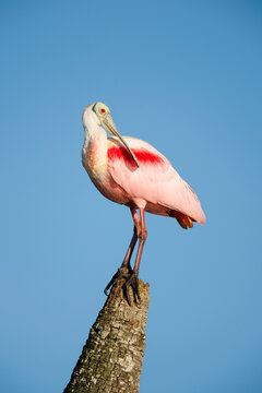 Roseate Spoonbill Looking Back