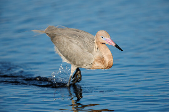 Reddish Egret