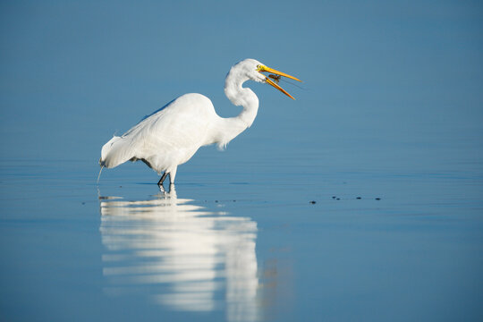 Great Egret with Prey