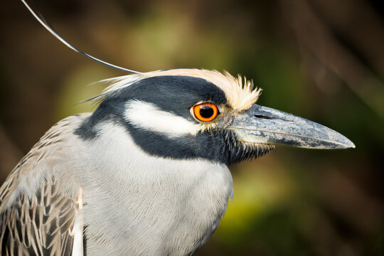 Yellow-crowned Night Heron Close-up