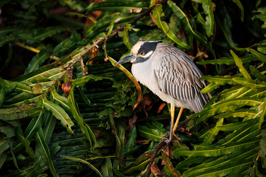 Yellow-crowned Night Heron