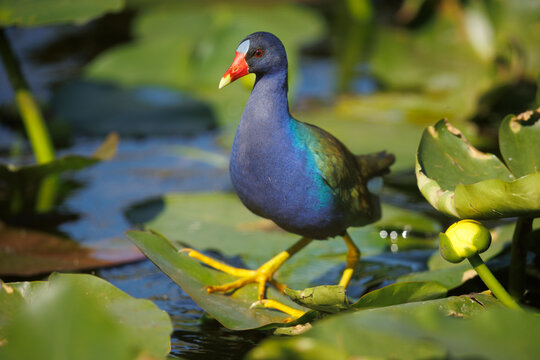 Purple Gallinule