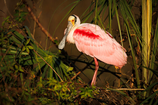 Perched Roseate Spoonbill