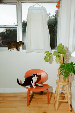Wedding Dress and Cats
