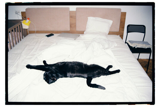 Black cat lies on the bed moments in a room