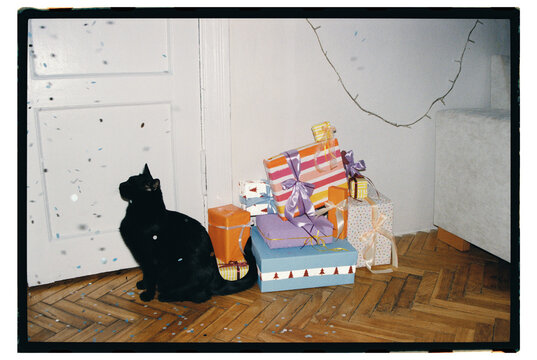 A cat next to gifts in a room