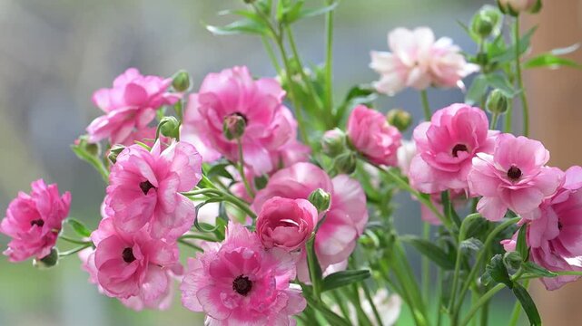 Close up of Pink Butterfly Ranunculus Hera Flowers on Green Background