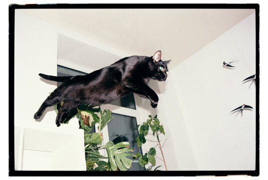 Black cat jumps in indoor space near plants