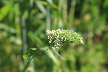 Fototapeta premium Phalaris minor, little-seed canary grass or lesser canary grass