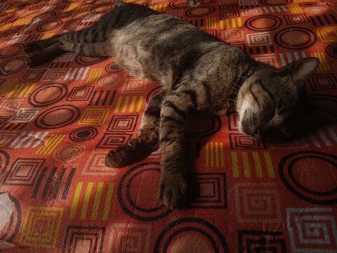 The gray cat sleeps soundly on the mat