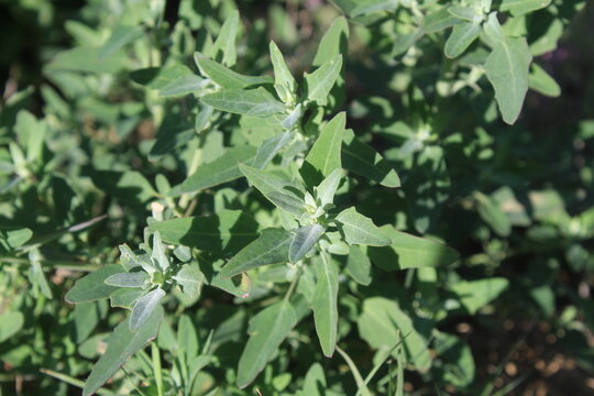 Chenopodium album, Lambsquarters, Fat Hen, or White Goosefoot