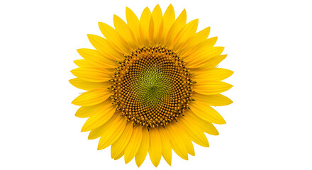 Obraz premium Bright Yellow Sunflower Head Top View Isolated on White Background