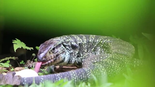Tei&uacute; lizard, ti&uacute;, tiva&ccedil;u, jacruaru or caruaru. It is one of the largest lizards in the world, native to South America.