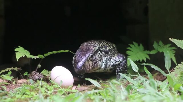 Tei&uacute; lizard, ti&uacute;, tiva&ccedil;u, jacruaru or caruaru. It is one of the largest lizards in the world, native to South America.