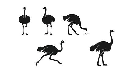 Obraz premium Silhouettes of Ostriches in Various Poses Showcasing Their Unique Movements and Stance