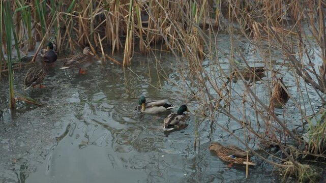 Mallard duck in reedy marsh snatcher stalking solitary male prowling pond edge dabbling for seeds and insects among murky water and dead reeds quiet overcast mood subtle ripples natural wildlife