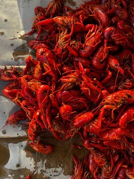Crawfish Boil