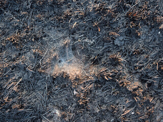 Fototapeta premium The grasslands were burned by fire during the summer.