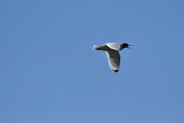 Obraz premium gull on blue sky, gull in flight, Laughing gull, bird, seagull, sky, gull, flying, fly, flight, blue, freedom, wings, nature,