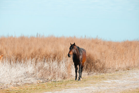 Wild Cracker Horse Paynes Prairie State Park, Florida