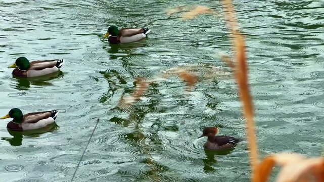 Ducks paddle in a pond with rain falling on the water. Surrounding plants bend in the wind. Dark clouds cover the sky creating a gray atmosphere.
