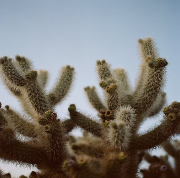Cholla Cactus at dusk