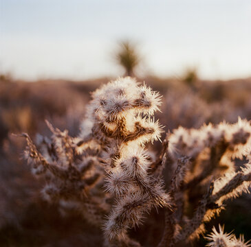 Jumping cholla