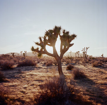 Joshua Tree at sunset
