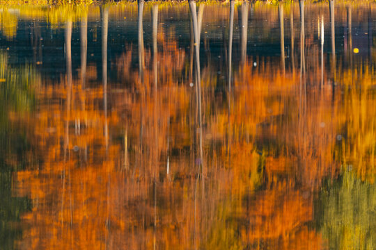 Metasequoia in winter