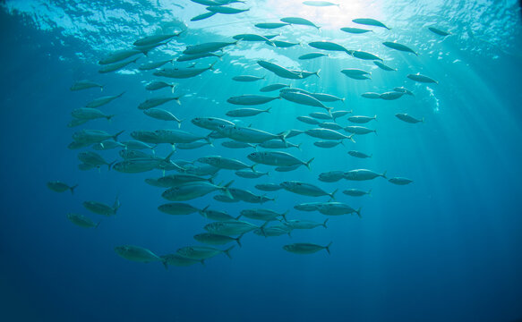  School of fish in backlight