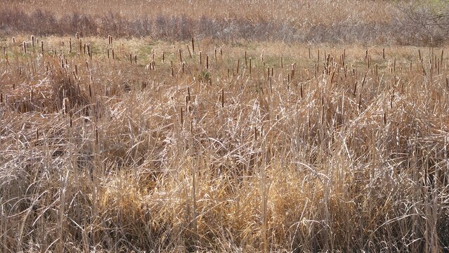 brown cat tail plants and tall grass