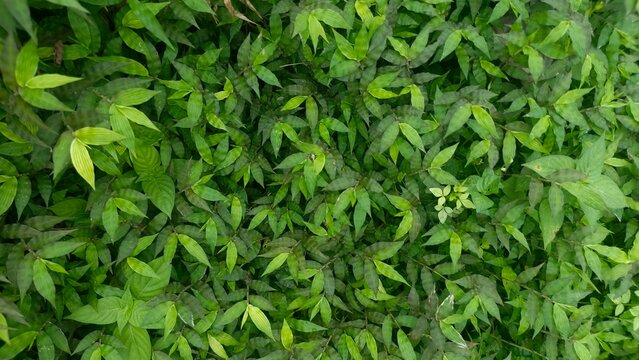 Green Leaf Texture Background &ndash; Dense Natural Foliage Pattern with Organic Surface and Copy Space