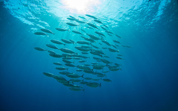  School of fish in backlight