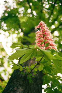 Chestnut Blossom in Spring in Kyiv