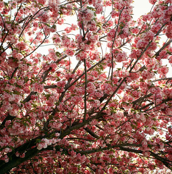 Cherry Blossom Canopy in Spring