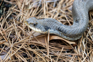 Obraz premium tan colored eastern hognose snake Heterodon platirhinos portrait coil in partial shade testing air closeup