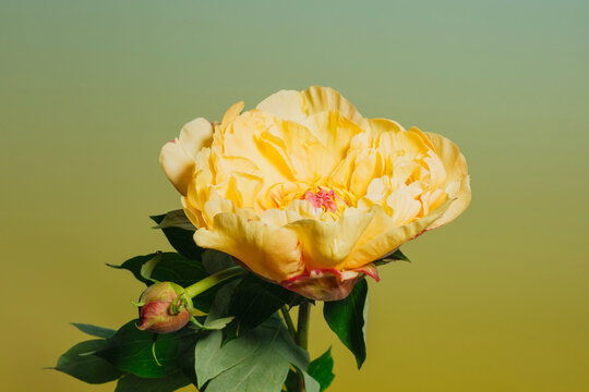 Yellow flower in bloom