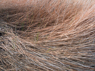 Fototapeta premium Global warming causes the soil to dry and crack during the summer, and the krajood tree sedge plants to wither.