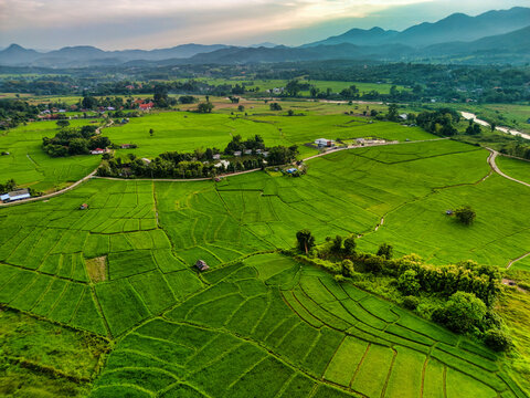 Aerial view of Kho Ku So Bamboo Bridge stretching across vibrant green rice paddies surrounded by misty mountains and rural landscapes Thung Yao, Mae Hong Son, Thailand.