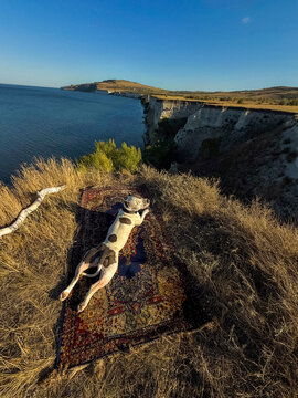 Dog Rests on Authentic Patterned Rug With Wild View