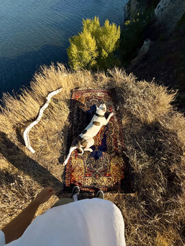Dog Relaxes on Rug by Water's Edge on Sunny Day