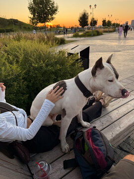 Dog Sits on Owner's Lap During Sunset Walk in City Park