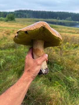 Huge Mushroom Picked By Nature Lake During Cloudy Weather
