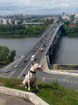 Dog Sits by Riverbank Overlooking City Bridge and Traffic