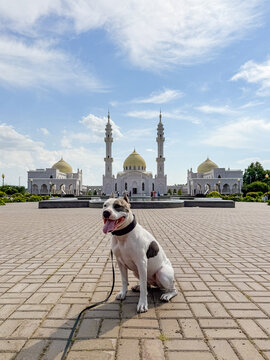 Dog Sits on Pavement Near Mosque in Sunny Park