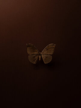 Still Life with a Moth 